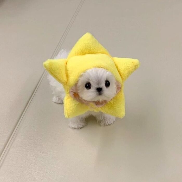 Small white dog wearing a bright yellow star costume, showcasing one of the most wholesome animals in a fun setting.