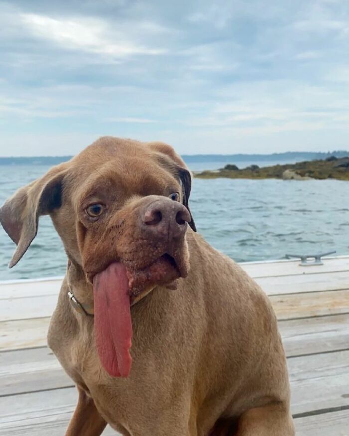 Dog with long tongue sitting on a wooden dock by the water, capturing fun with animals in a wholesome outdoor setting.