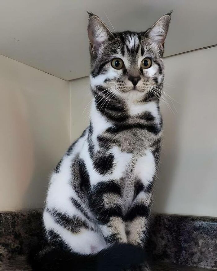 Tabby cat with unique black and white patterns sitting on a dark countertop showcasing fun with animals.