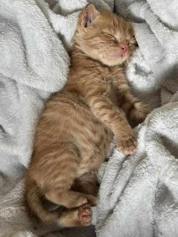 Sleeping orange tabby kitten resting peacefully on a soft white blanket, showcasing wholesome animals in a cozy setting.