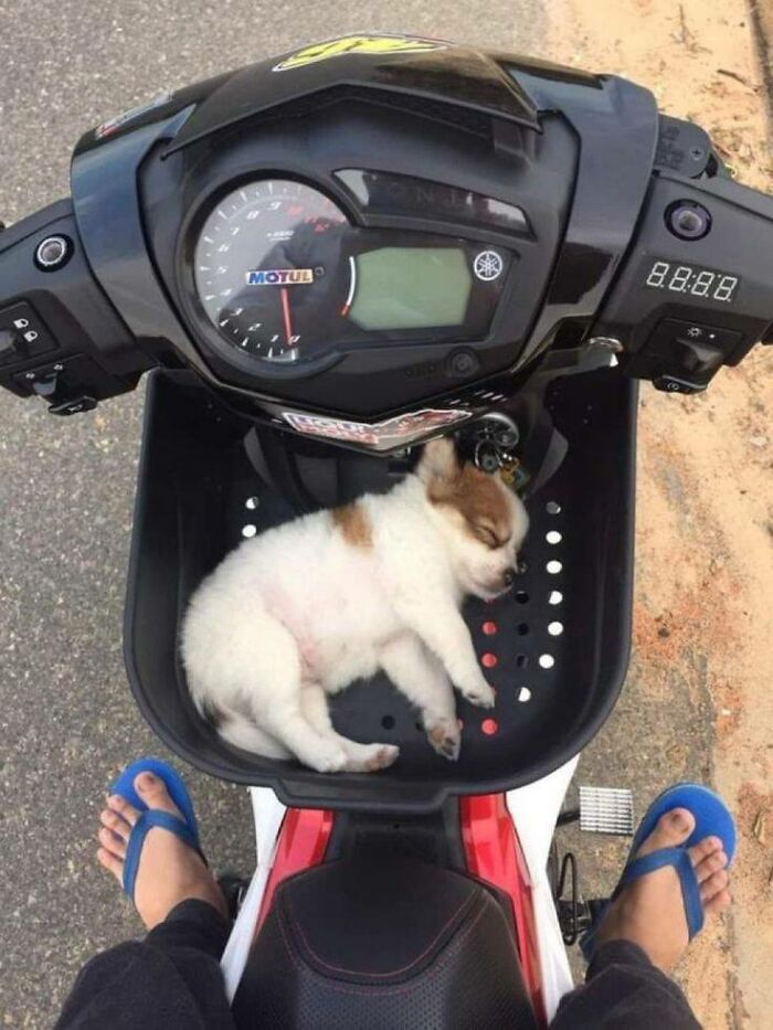 Sleeping puppy resting on a scooter basket, showcasing fun with animals in a wholesome and adorable moment.