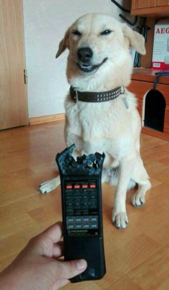 Smiling dog sitting on a wooden floor next to a hand holding a chewed-up remote control, showing fun with animals.