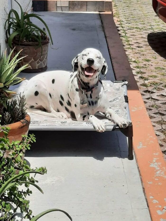 Dalmatian dog happily resting on a raised bed outdoors surrounded by plants, capturing wholesome animals enjoying sunshine.