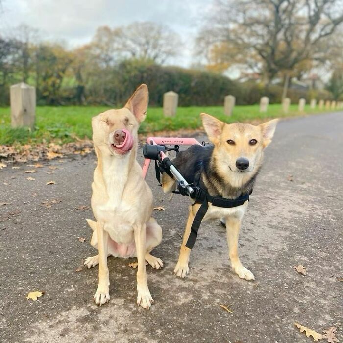 Two wholesome animals, one with a mobility aid, sitting on a path surrounded by autumn leaves and trees.