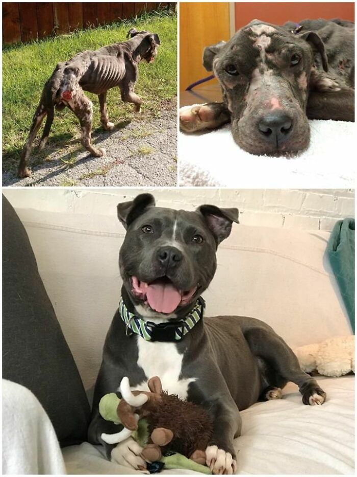 Before and after photos of a rescued dog showing the transformation of wholesome animals with love and care.