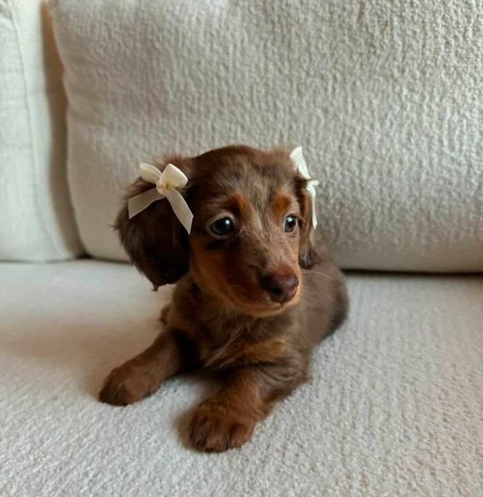 Adorable dachshund puppy with bows on ears lying on a couch, showcasing the wholesome fun with animals vibe.