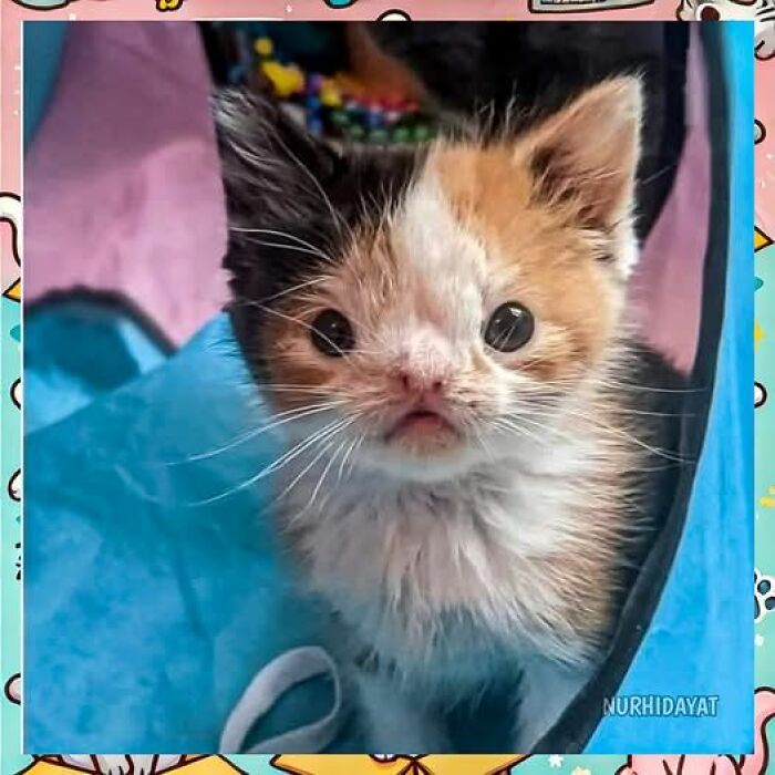 Calico kitten with wide eyes inside a blue pet tent, showcasing wholesome animals in a fun and playful setting.