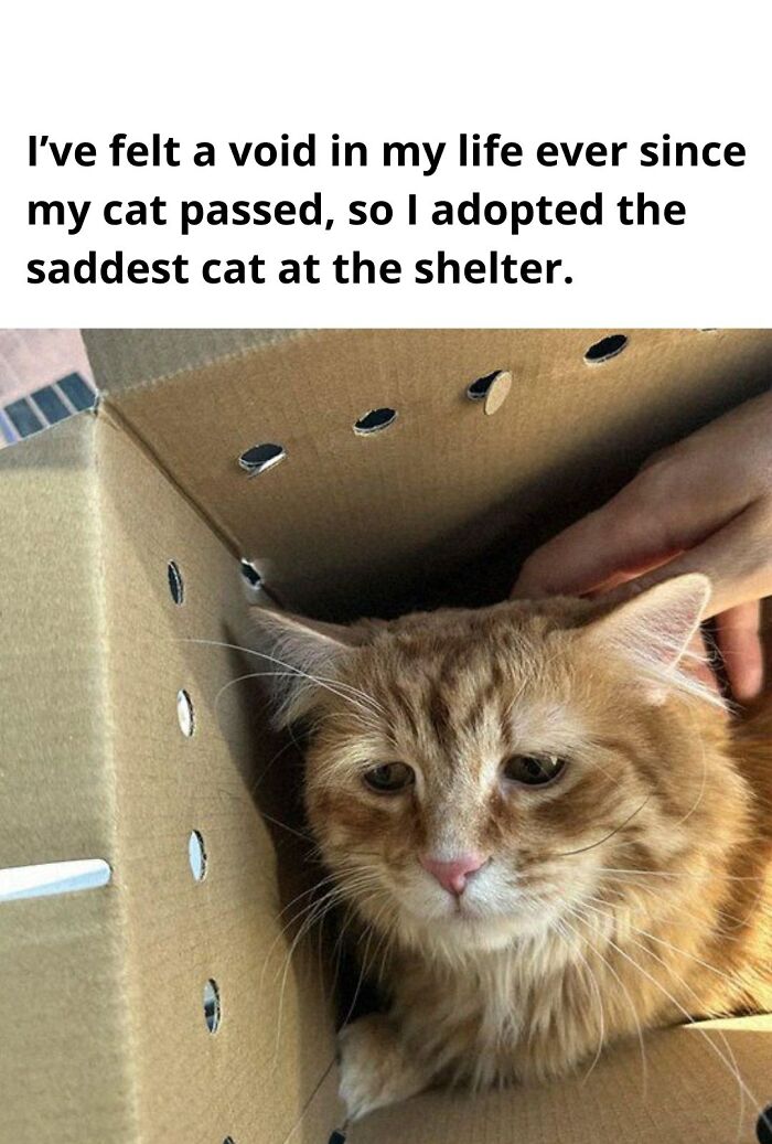 Sad cat with gentle eyes inside a cardboard box, showing wholesome animals and the healing power of adoption.