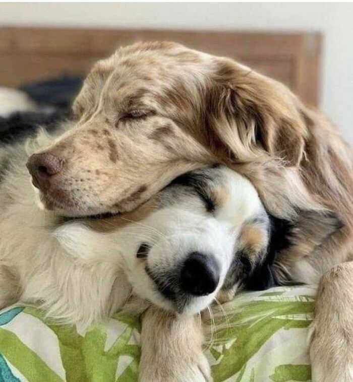 Two wholesome animals, dogs, peacefully sleeping while cuddling on a bed with a green and white blanket.