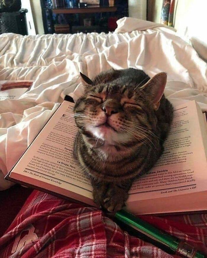 Tabby cat resting contentedly on an open book on a bed, showcasing wholesome animals enjoying calm moments.