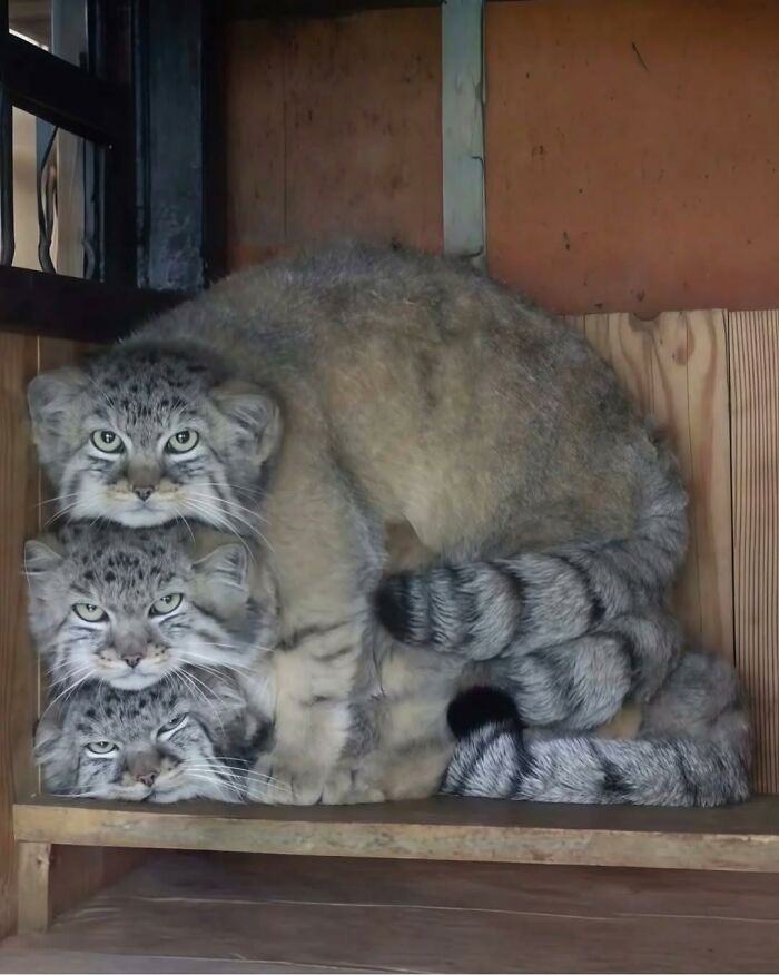 Three fluffy wild cats stacked closely together inside a wooden enclosure showing fun with animals.