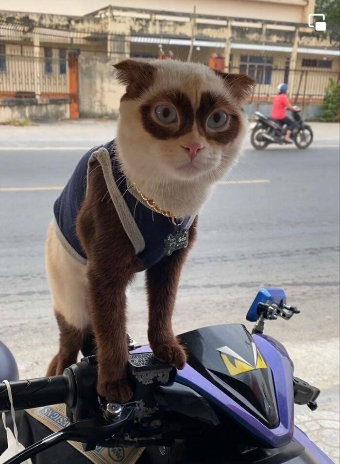 Cat with large eyes wearing a vest standing on a motorcycle, showcasing the fun with animals in an urban setting.