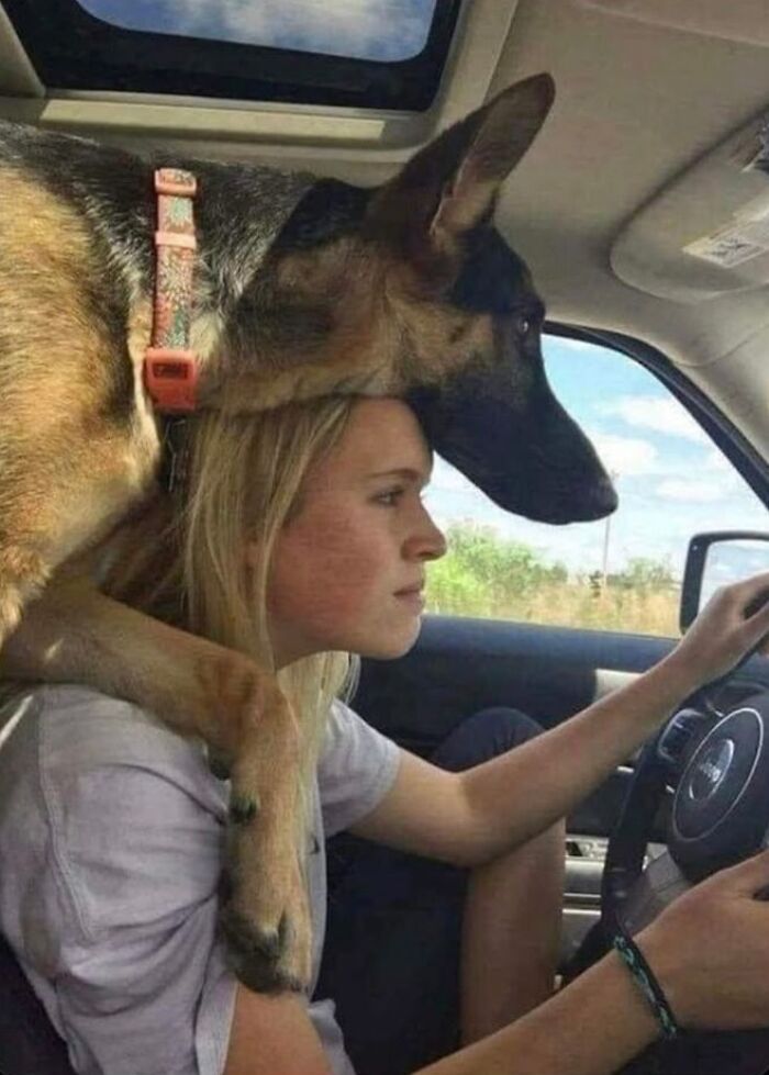 German shepherd dog resting its head on a woman driving a car, showing a wholesome moment between fun with animals.