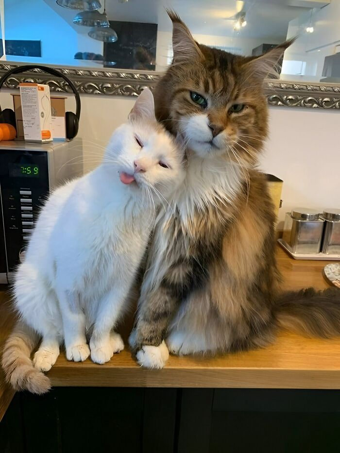 Two cats showing affection on a kitchen counter, capturing fun with animals in a wholesome moment.