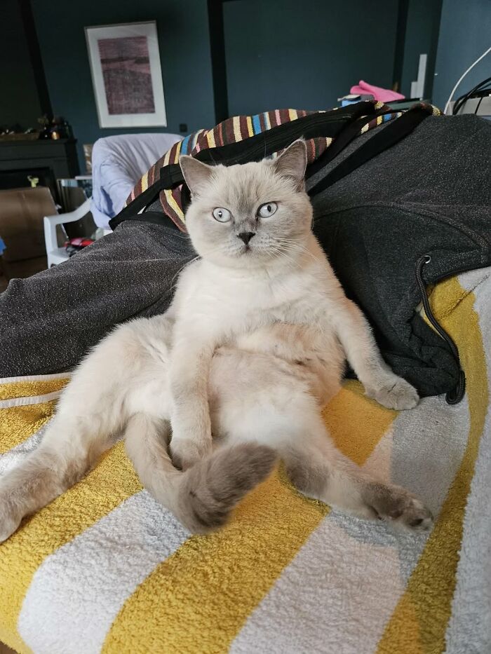 Wholesome animals featured with a relaxed cat sitting on a towel in a cozy indoor setting, showcasing fun with animals.