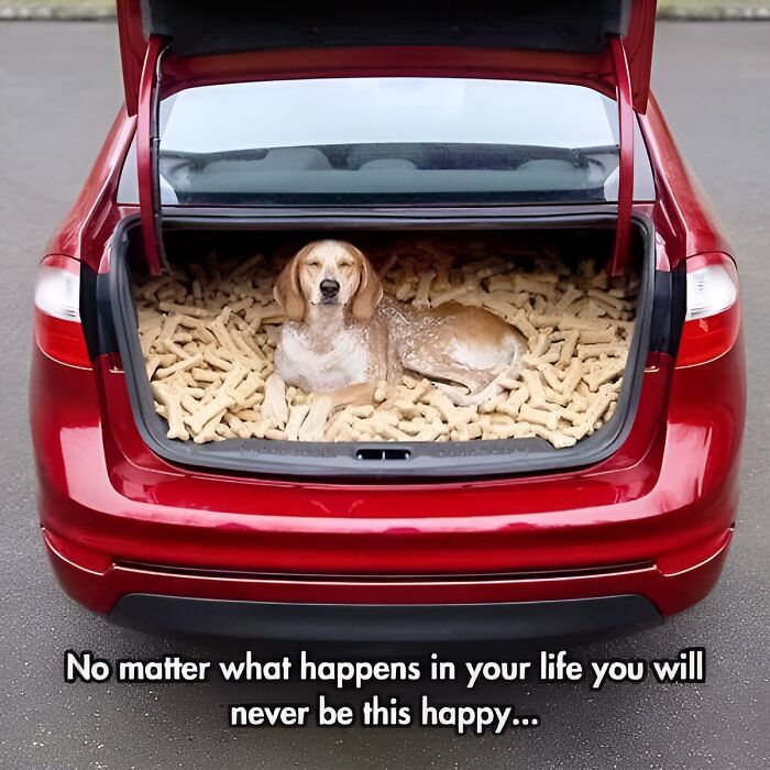 Dog lying happily in a car trunk filled with dog bone treats, showcasing wholesome fun with animals.
