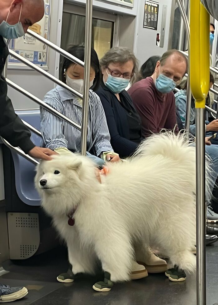 A fluffy white dog wearing booties being petted by masked passengers on public transit, showing fun with animals.