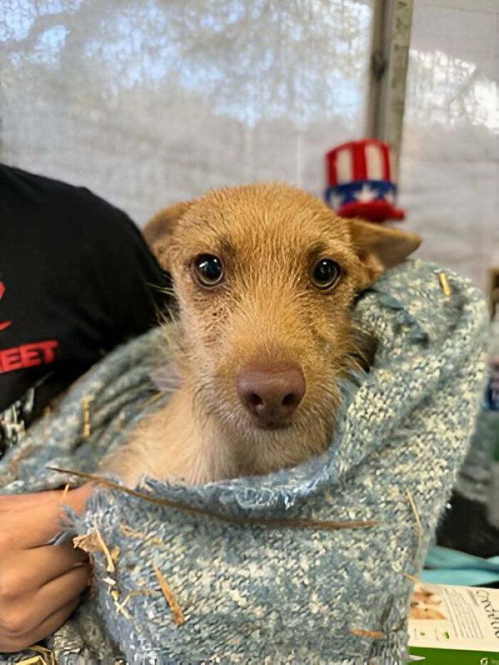 Close-up of a wholesome animal wrapped in a cozy blanket, capturing the fun with animals in a comforting setting.