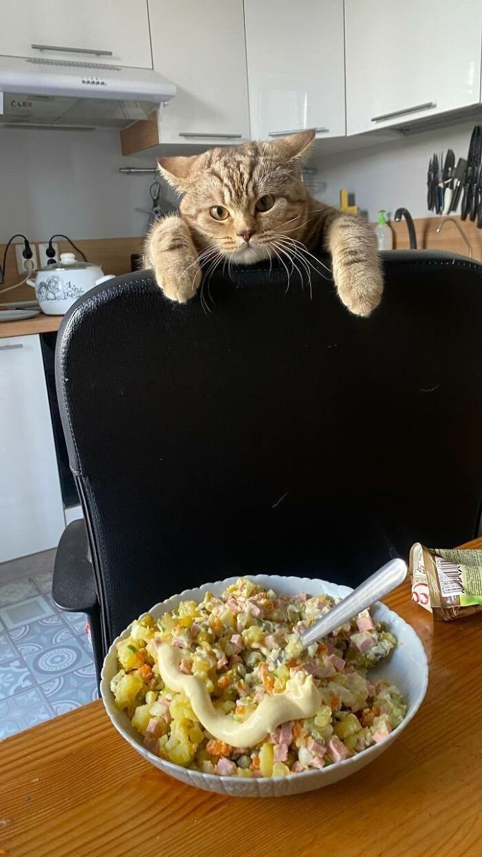 Tabby cat leaning over chair looking at food on table, showcasing fun with animals and wholesome animal moments.