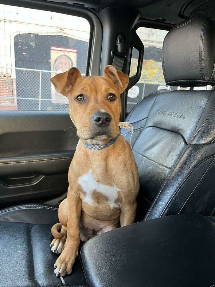 Brown dog with a white chest marking sitting on the front passenger seat of a black leather Sahara car interior, showcasing wholesome animals.