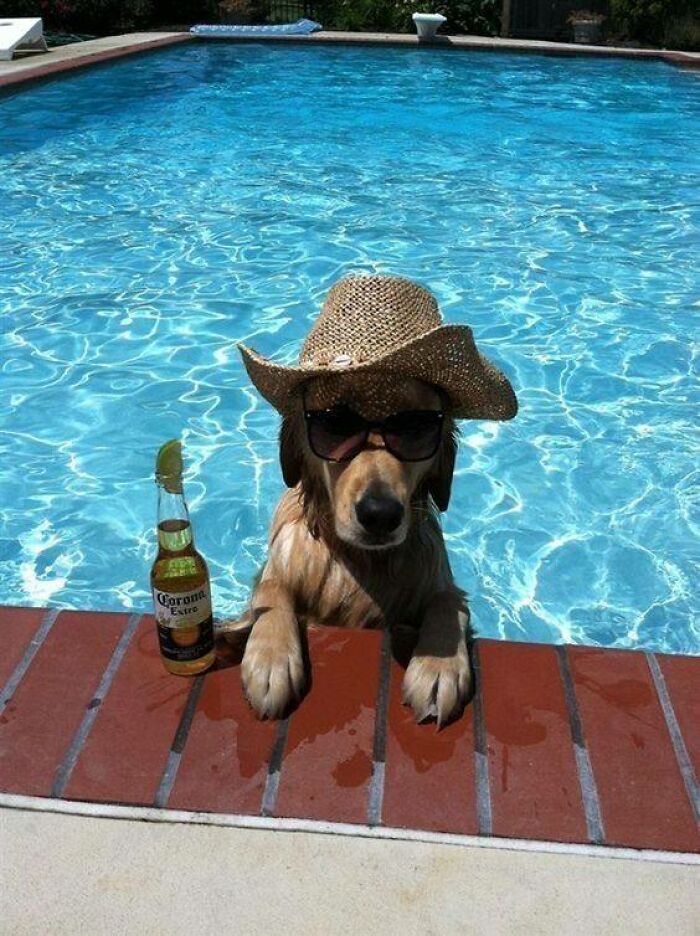 Dog wearing a straw hat and sunglasses relaxing in a pool beside a beer bottle for fun with animals summer vibes.