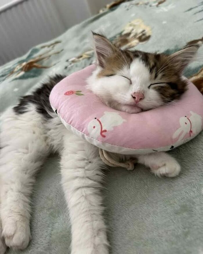 Cute kitten sleeping on a soft bed with a pink collar, showcasing wholesome animals in a peaceful moment.