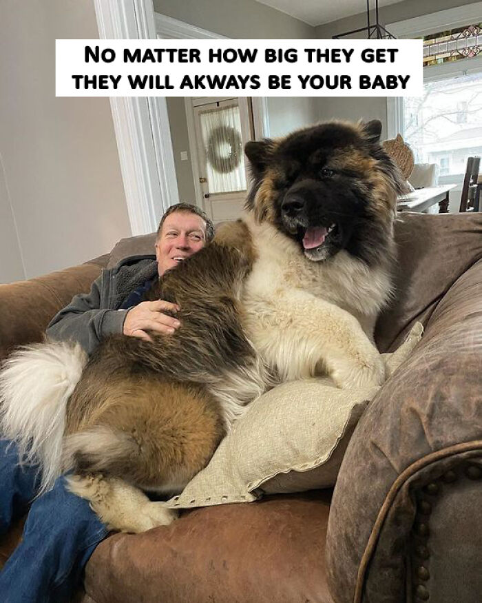 Man cuddling large fluffy dog on couch, showcasing wholesome animals and the joy of fun with animals.