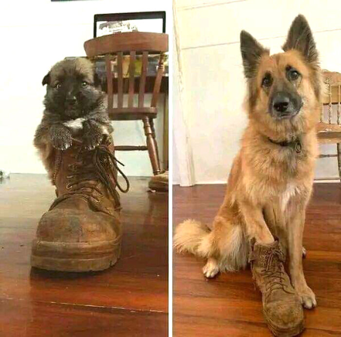 Puppy and adult dog interacting with old boot, showcasing the wholesome and fun with animals moment indoors.