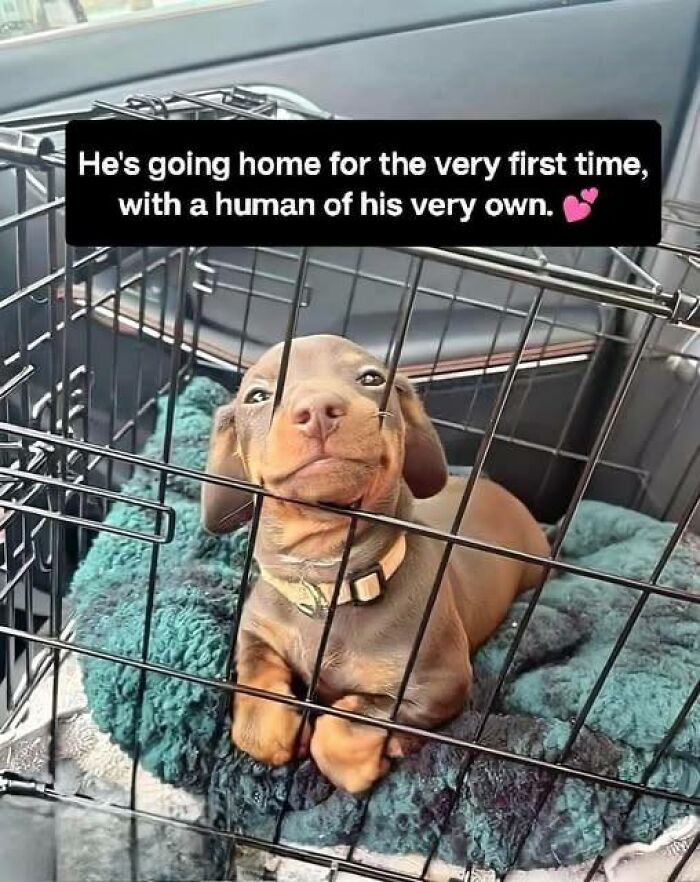 Smiling puppy in a crate on a blanket, enjoying a ride, capturing fun with animals and wholesome pet moments.