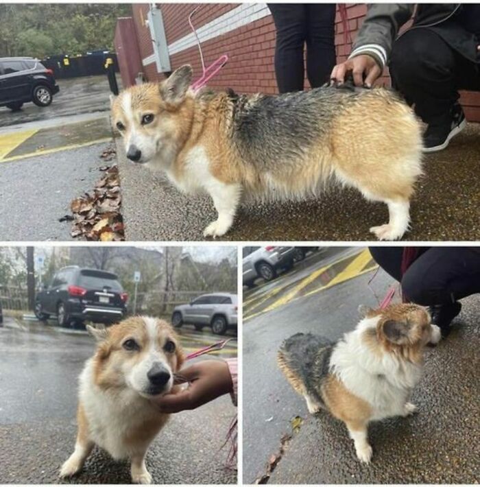 Corgi dog on a wet sidewalk being petted, showcasing wholesome fun with animals in an outdoor setting.
