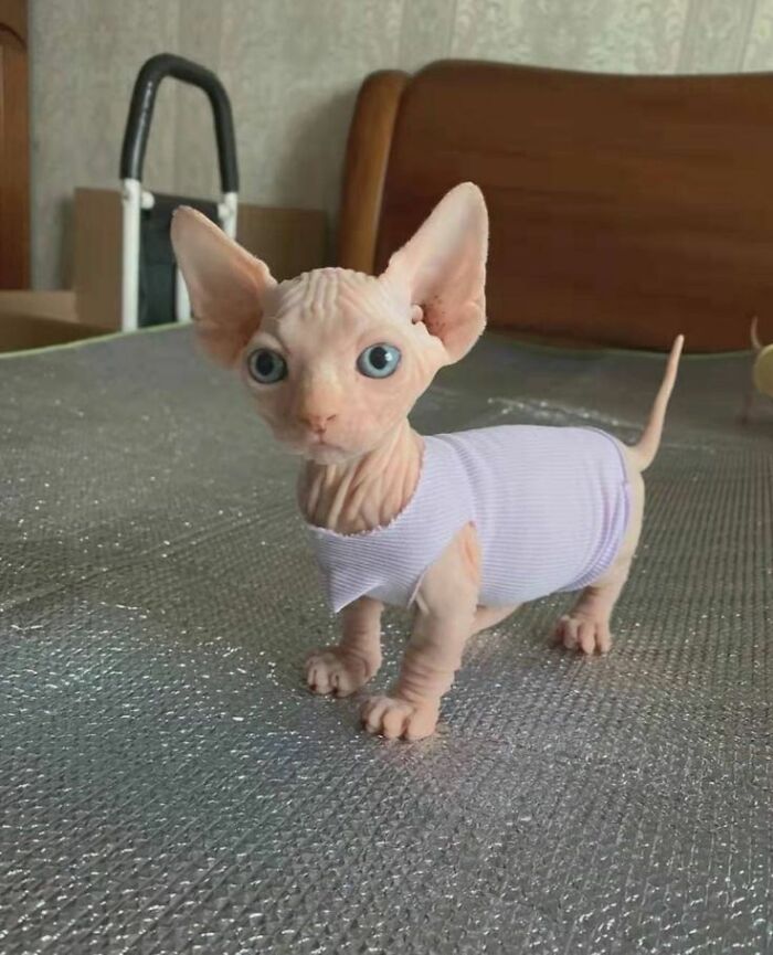 Hairless Sphynx kitten with large blue eyes wearing a white shirt standing on a textured surface indoors, fun with animals.