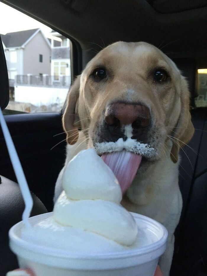 Labrador dog enjoying soft serve ice cream inside a car, capturing wholesome fun with animals in a joyful moment.