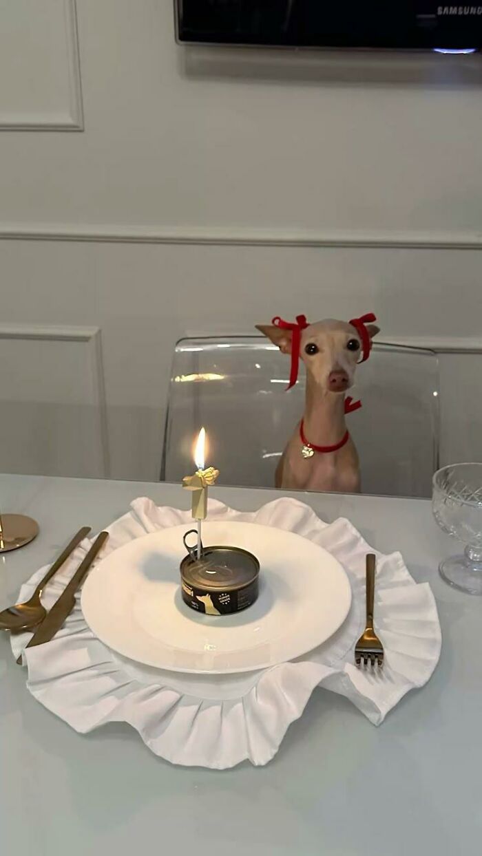 Small dog with red ribbons sitting at a table with a can and candle, showcasing fun with animals in a wholesome setting.