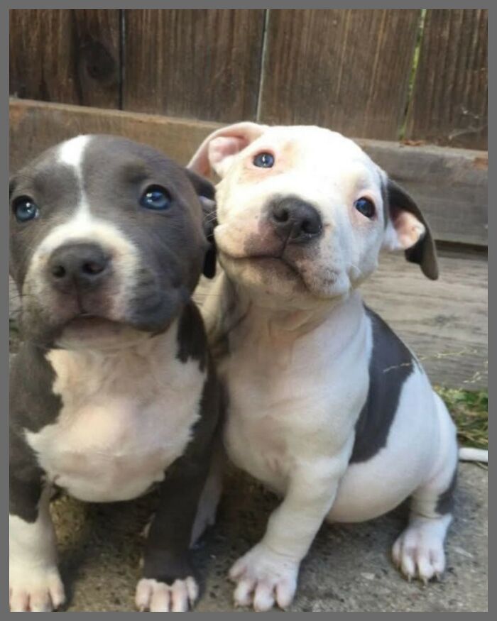 Two adorable puppies sitting close together outdoors, showcasing the fun with animals and wholesome animals theme.