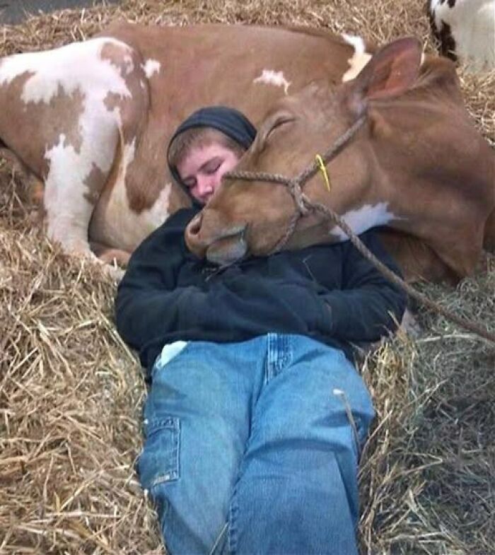 A person resting on straw bed with a cow’s head gently resting on their shoulder, showcasing wholesome animals.