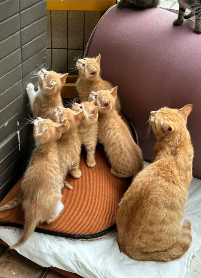 A group of wholesome orange kittens and a cat looking up together on a couch, showcasing fun with animals.