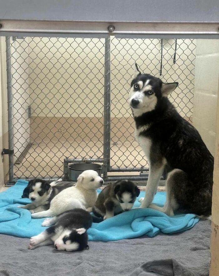 Husky dog with her puppies resting on a blue blanket inside a fenced indoor area showing wholesome animals.