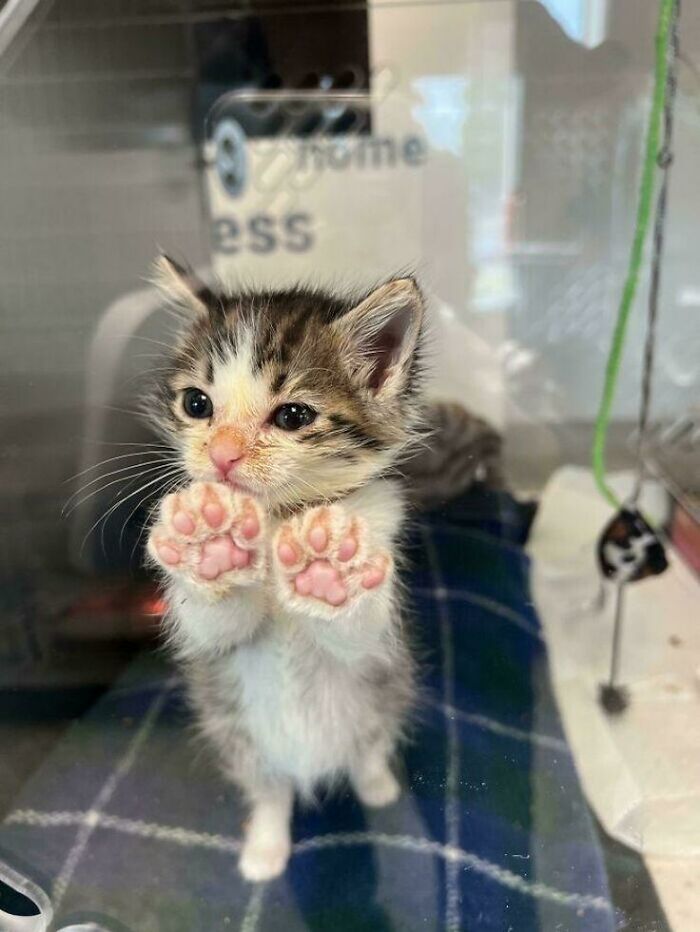 Kitten with pink paws pressed against glass, showcasing one of the most wholesome animals in a cozy setting.