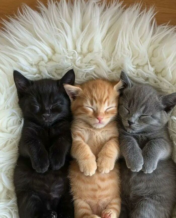 Three sleeping kittens in black, orange, and gray lying side by side on a fluffy white surface, fun with animals.
