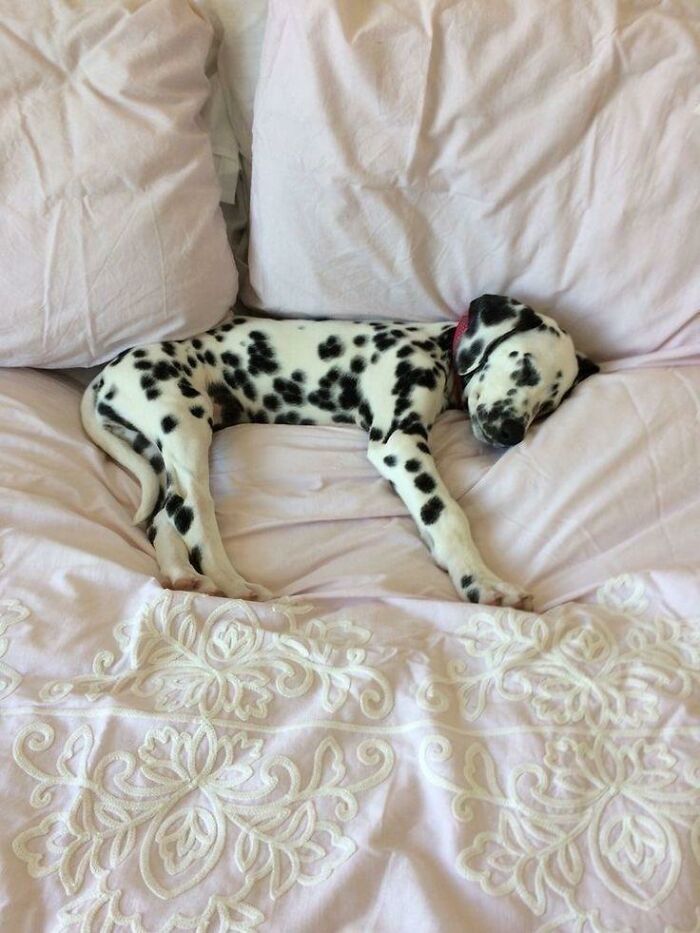 Dalmatian puppy sleeping peacefully on a soft pink bed, showcasing the wholesome fun with animals.