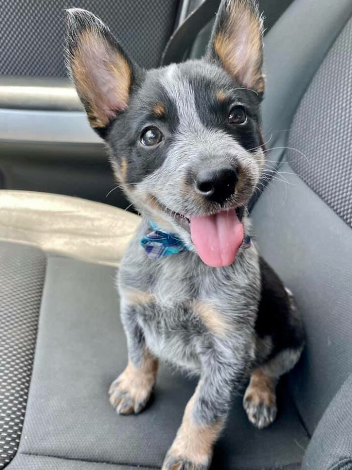 Happy puppy sitting on a car seat wearing a blue bowtie, showcasing wholesome animals in a fun moment.