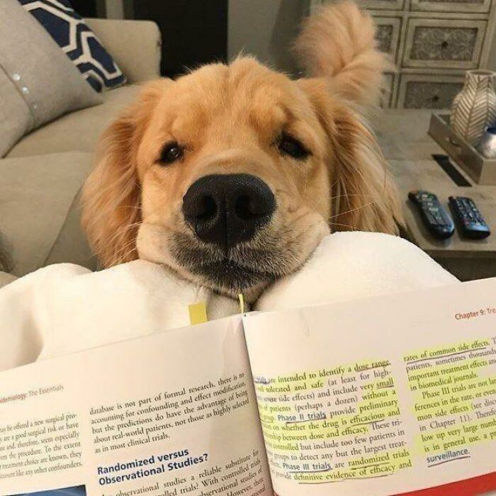 Golden retriever resting its head on a blanket while looking over a book, showcasing wholesome animals and fun moments.