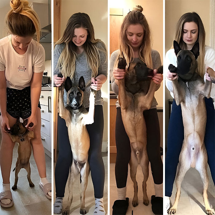 Woman having fun with animals, playfully lifting a large dog indoors showing wholesome animal moments.