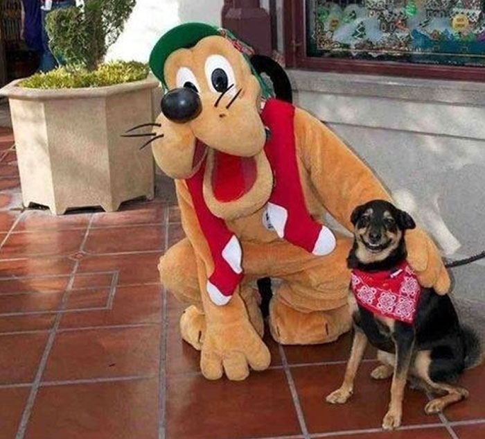 Person in Pluto mascot costume posing with a smiling dog wearing a red bandana at an amusement park visit.