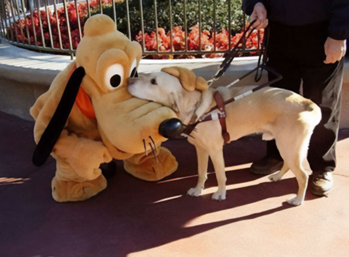 Person in Pluto costume meeting a yellow Labrador dog on a leash at an amusement park visit.