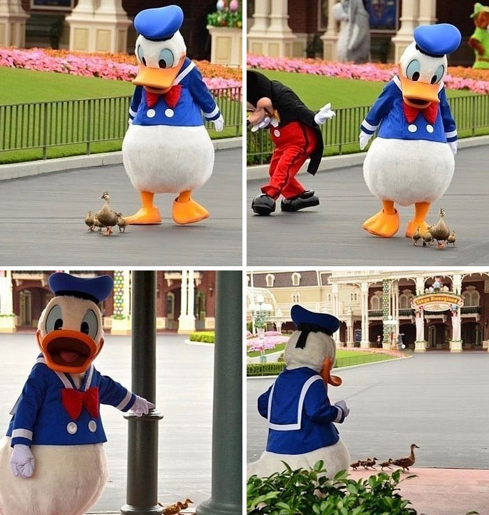 Donald Duck mascot interacting with ducks at an amusement park, a memorable photo from a trip to an amusement park.