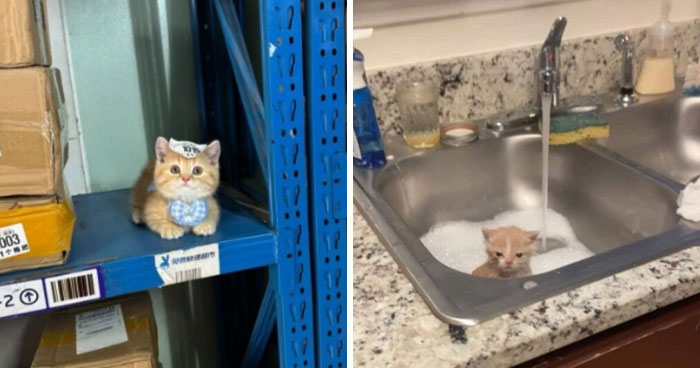 50 Times Animals Charmed Us With Being In Very Weird Places