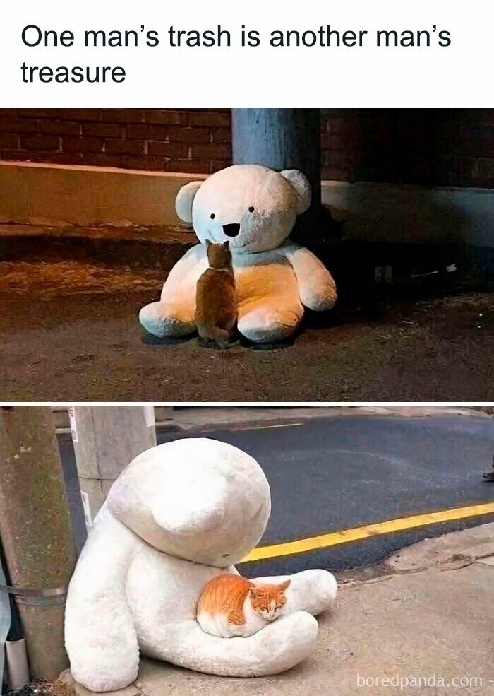 Cute cat memes featuring a ginger cat interacting with a large white teddy bear on the street at night and day.