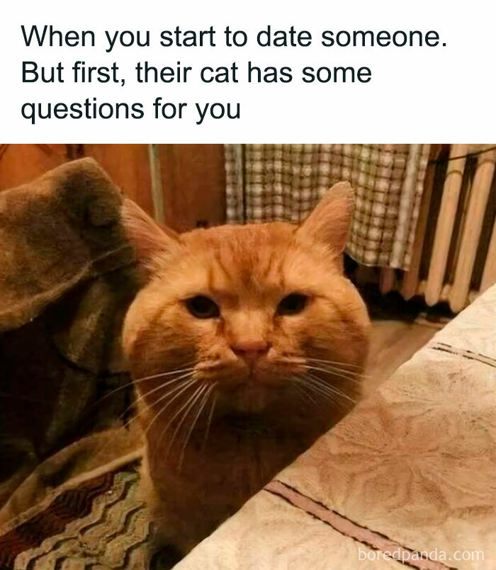 Orange cat sitting on a patterned rug, looking intently with text about dating and cat questions, cute cat memes concept.