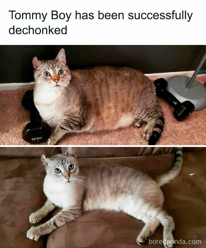 Two side-by-side images of a cute cat before and after a dehonking procedure, illustrating adorable cat memes.